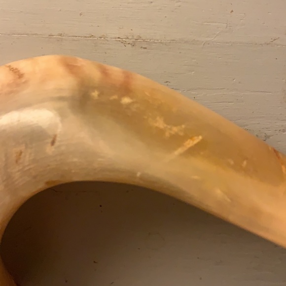 Ram horn - Picture 5 of 9